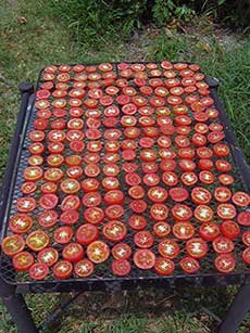 Drying tomatoes