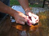 Gills can be removed with fingers. Knife or scissors may be needed on a larger fish.