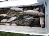 fish fish