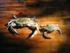 crabs crabs