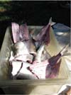 draining fish draining fish