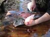 cleaning fish cleaning fish