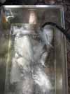 washing fish washing fish