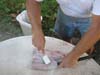 washing fish washing fish