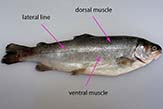 The main muscle of the fish.