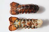 Lobster tails