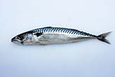 Atlantic mackerel.