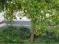kumquat tree kumquat tree