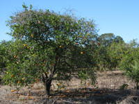 orange orchard orange orchard