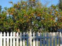 orange tree orange tree