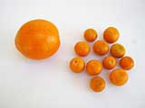 kumquat orange size