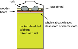 making sauerkraut making sauerkraut