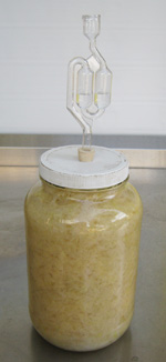 making sauerkraut