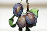 Damson plum