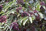 Elderberries