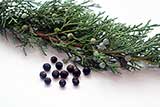 Juniper twig and dry berries