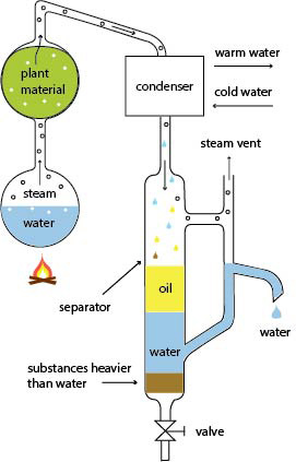 Producing essential oils by steam distillation