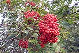 Rowan berries