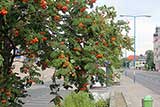 Rowan tree