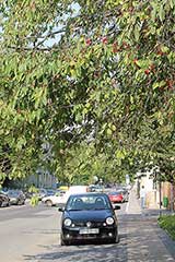 sour cherry trees