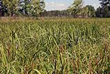 Sweet flag field