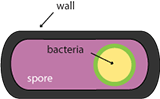 canning food safety microbiology bacterial spore