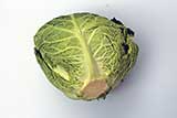 cabbage savoy