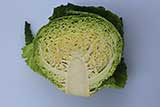 cabbage savoy cross section