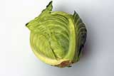 cabbage white