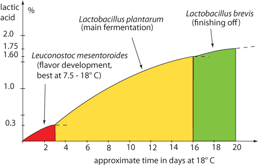 sauerkraut fermentation graph