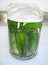 cucumbers in fresh brine
