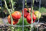 Beefsteak tomatoes