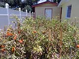 Tomato garden