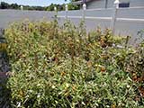 Tomato garden