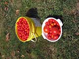 Tomato harvest