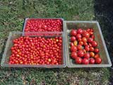 Tomato harvest