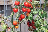 Cherry tomatoes