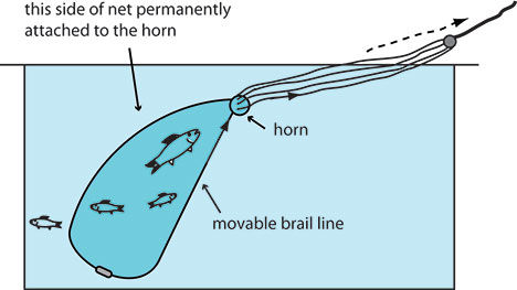 HOW TO THROW A CAST NET AND CATCH FISH 