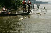 Big Muddy National Wildlife Refuge, Missouri, employees hold an Asian carp.