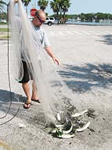 A small school of mullet were caught with the net. Mullet are usually not caught with a fishing rod. They won't eat the bait because they eat algae and decomposed matter. Quite often if you throw a cast net over a school of fish, you are catching many mullet at a time.