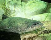 Channel-catfish.