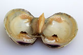 Littleneck clam