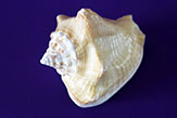 Conch