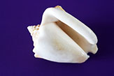 Conch