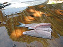 Clean split mullet.