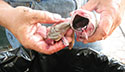 Gently squeeze the body of the fish and all entrails can be removed with your fingers. It is much easier than it looks.