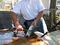 Scrape scales with knife, scaler tool or a spoon from the tail towards the front. Scaling can be done at any time, before the fish is gutted or after. It is easier to remove scales when they are wet.