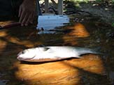 Fully dressed mullet which was not cut at all. Such a fish can be stuffed, baked and served elegantly on a plate.