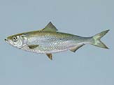 Skipjack herring. <em>Creator: Raver, Duane, U.S. Fish and Wildlife Service</em>