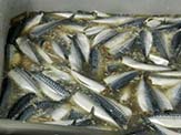 Brining Atlantic mackerel